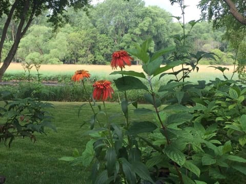 Vibrant orange flowers in a garden with a lush green background and a sunny field.