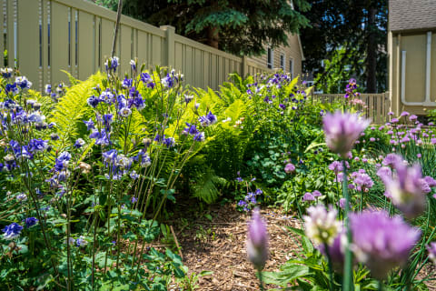 Colorful garden with blue and white columbine flowers and lush ferns behind a wooden fence.