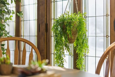 A hanging plant in a woven basket, with natural light filtering through stained glass windows in a dining space.